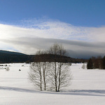 Při silnici do Prášil...