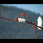 Šípková snehofka...