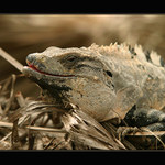 Iguana