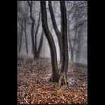 Mrazivy dych lesa III.