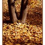 Podzimní stromy II.