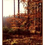 Podzimní stromy III.