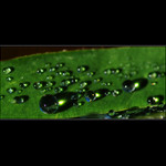 ranní šumavská rosa II