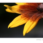 Žlutohnědá nálada ....