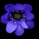 Hepatica Nobilis