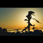 dřevění  hrdinové