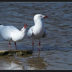 Zase se předvádí.