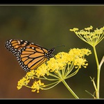 Monarcha stěhovavý