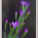 Motiv z letní louky