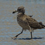 Kráčející albatros