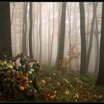  ** Pařez , náhrobek stromů **