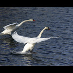 Lyžovačka na vodě