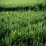 Podvečerní krajina s nezralým obilím