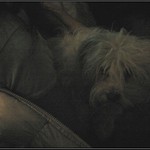 fifi