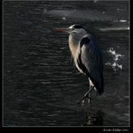 Volavka popelavá II.