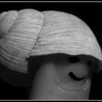 Šnečku, šnečku, vystrč růžky ...