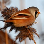 Sameček sýkořice vousaté.