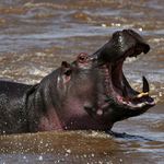 Hroši na řece Mara