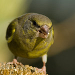 Zvonek trochu jinak...