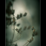 [ zahrada ticha IV. ]