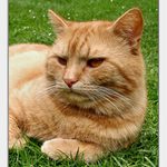 Jeho Veličenstvo Matýsek I.