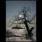 Sun & tree