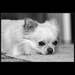 Nikdo si se mnou nechce hrát ...