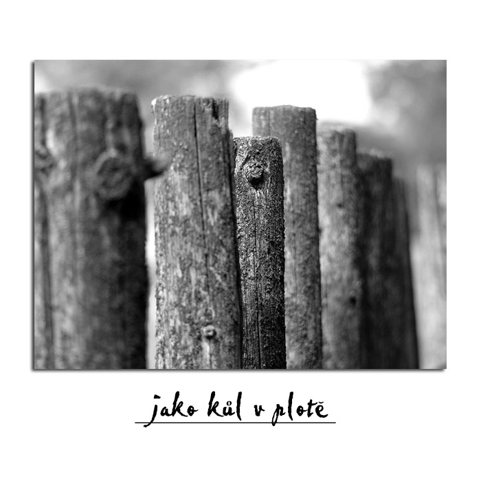 jako kůl v plotě