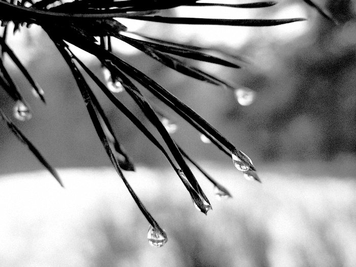 slzy v jehličí III.