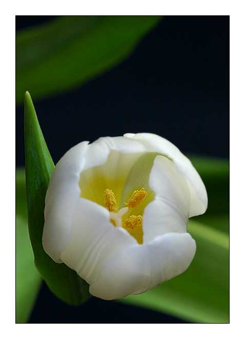 Tulip