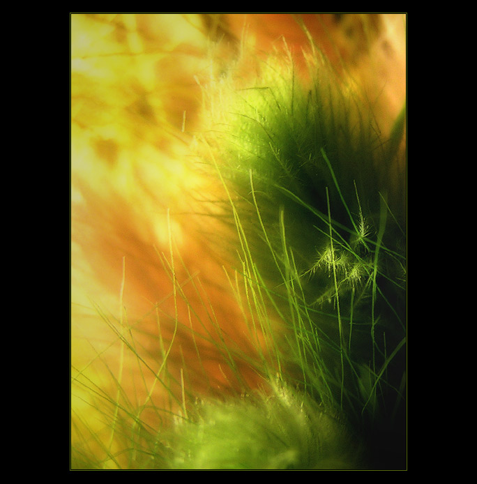  - dreaming II. -