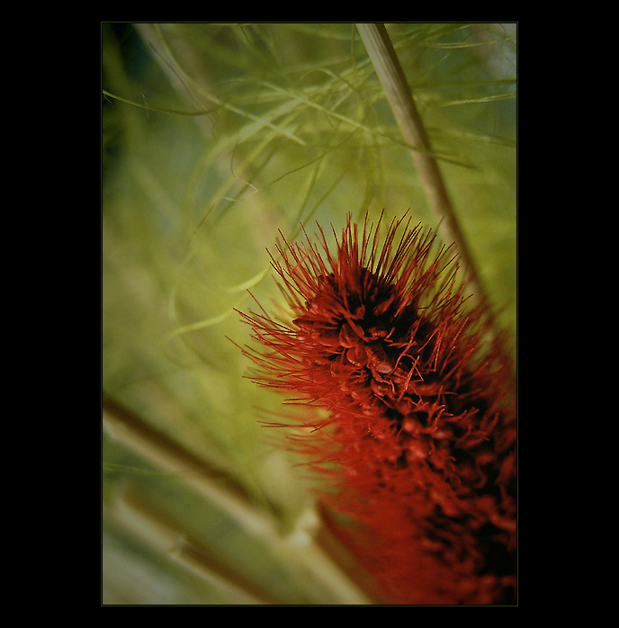  - dreaming VI. -