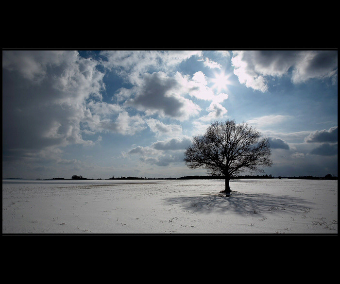 Strom života I.