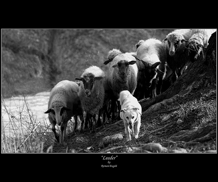 \"Leader\"