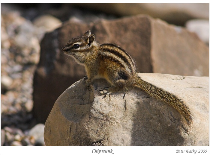 CHIPMUNK