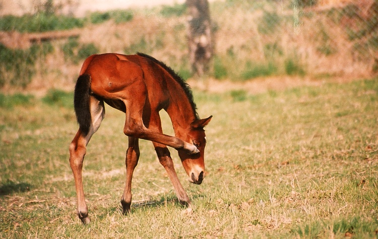 Potvora moucha.