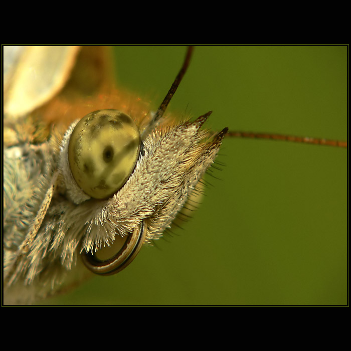 ... motyl ...