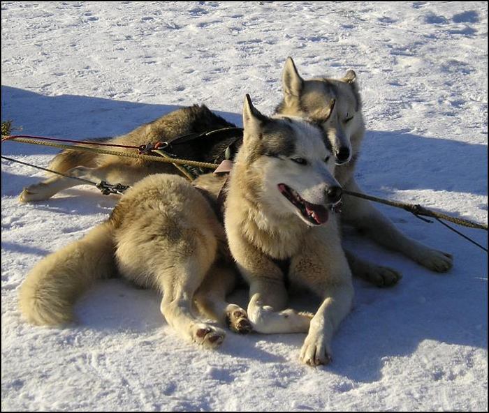 \"čakanie na povel\" ...pozdrav z Donovalov