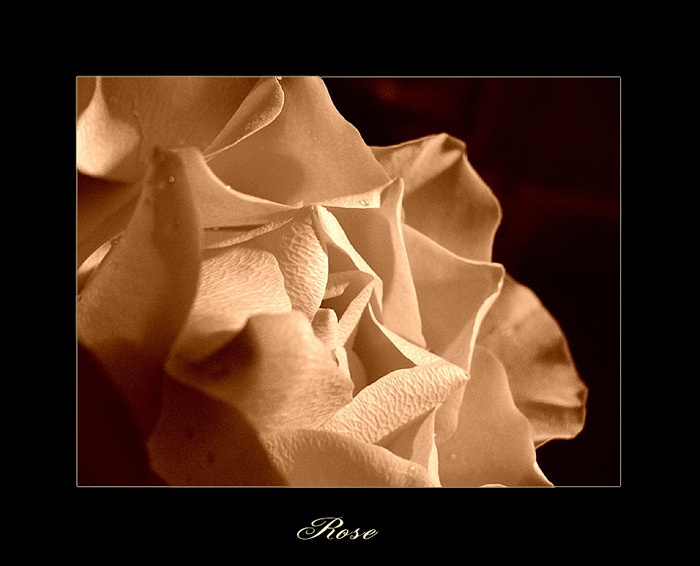 rose