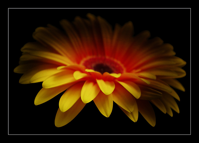 flower - flame thrower