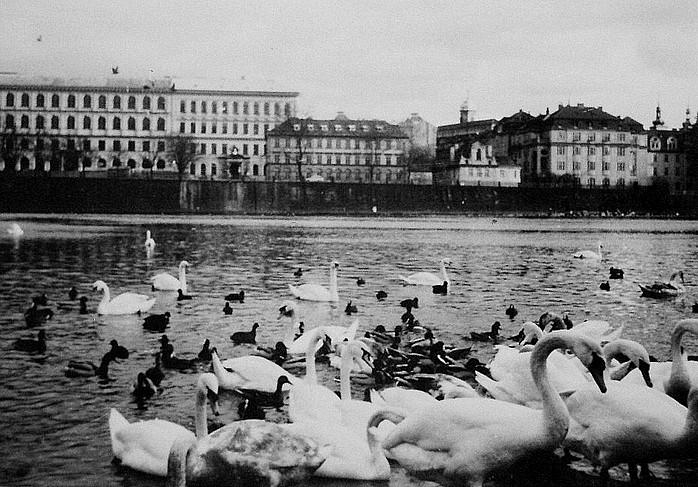 Labutě, jaro 1990