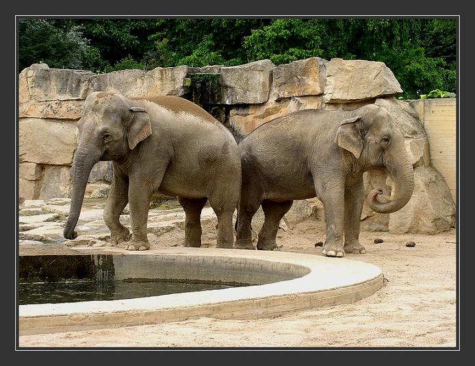 Sloníci (zoo 2004)