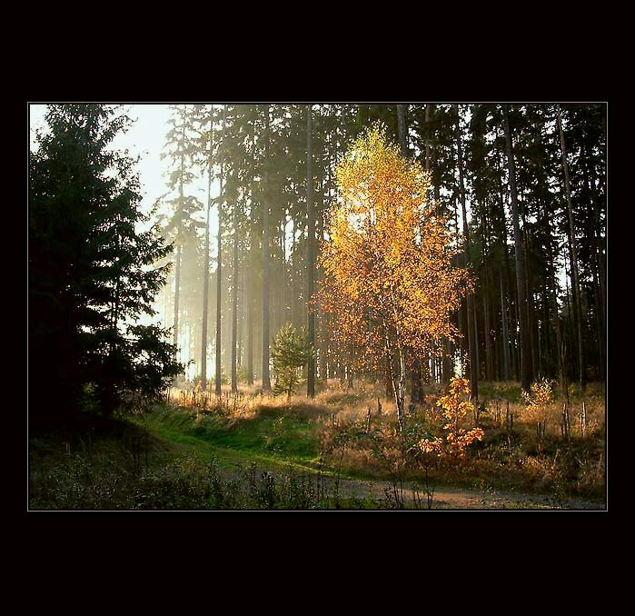Zlátnoucím lesem