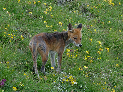 Fox opelichanos