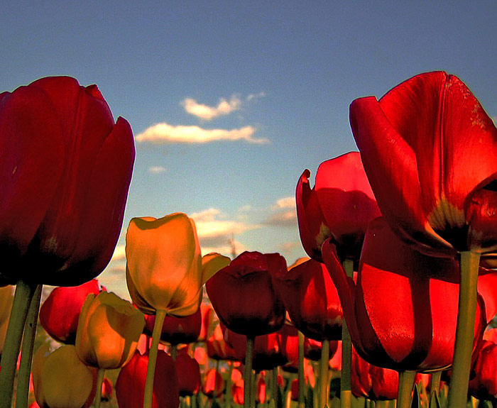  Revolta v hromadném opalování aneb Otáčím se od Slunce