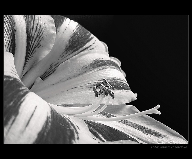 Amarilis BW