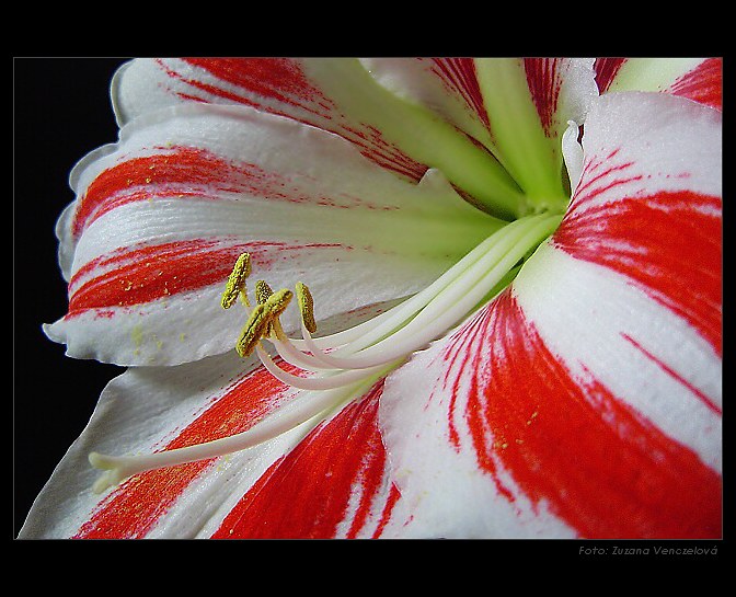 Amarilis