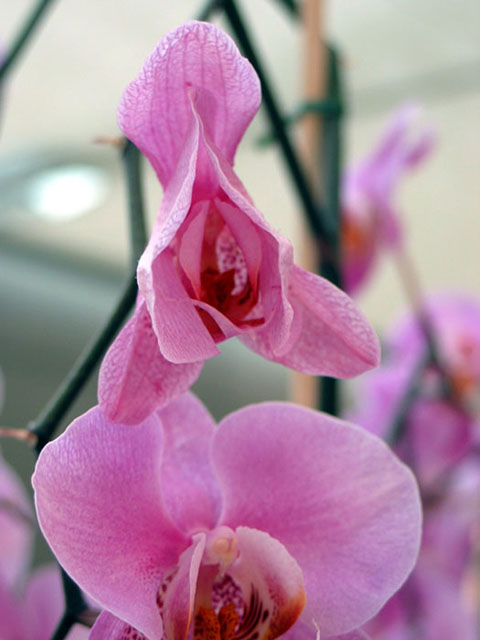 orchidea