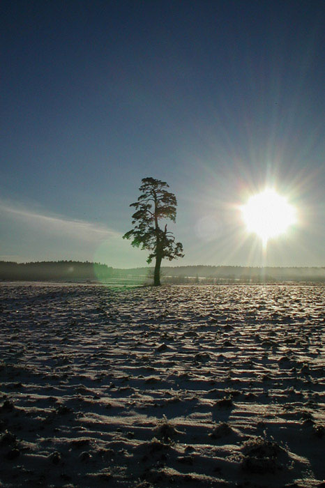Osamělá Borovice