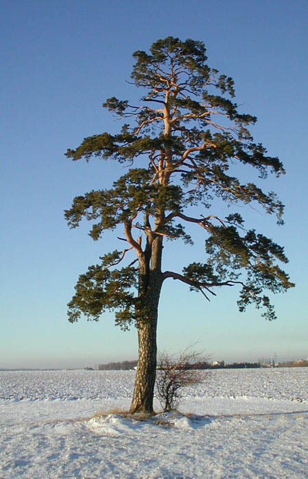 Osamělá borovice 2